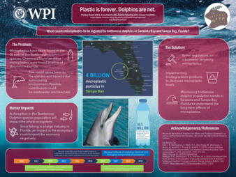 Plastic is forever, Dolphins are not thumbnail